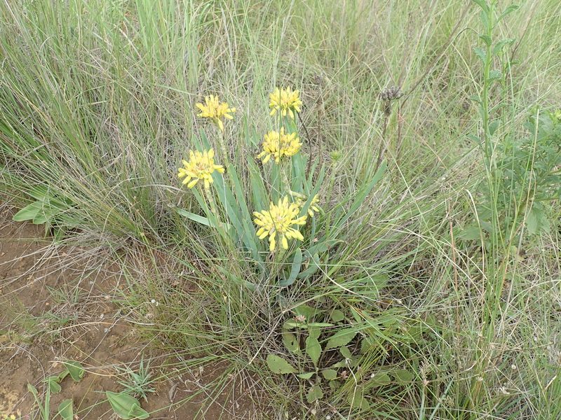 Aloe kraussii, photographed by Peter Warren