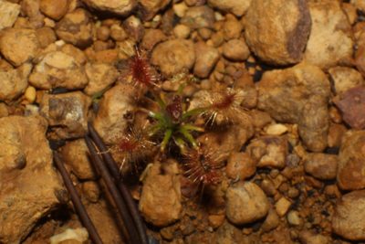 Drosera gibsonii, photographed by Em Lamond