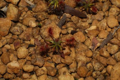 Drosera gibsonii, photographed by Em Lamond