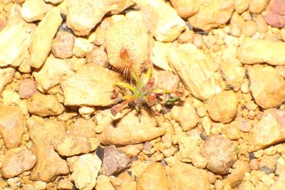 Drosera gibsonii, photographed by Em Lamond