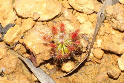 Drosera gibsonii, photographed by Em Lamond