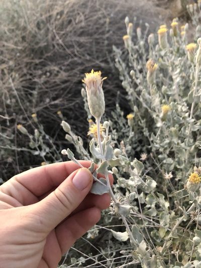 Brickellia incana, photographed by Melanie J. Davis