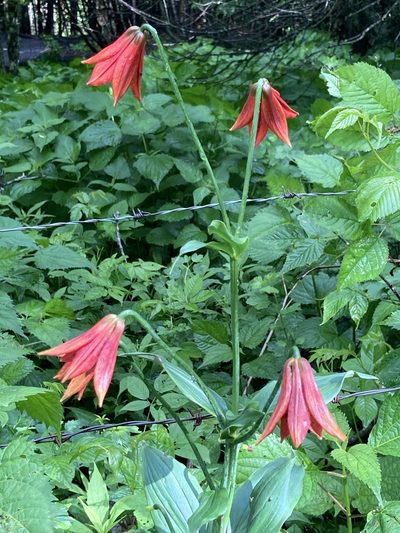 Lilium grayi, photographed by Allen Hurlbert