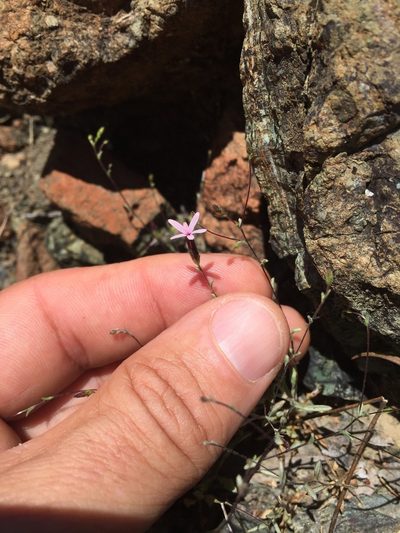 Lessingia micradenia, photographed by Scott Loarie