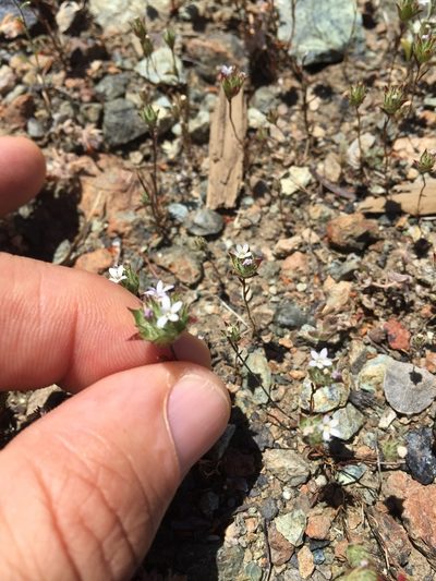 Navarretia rosulata, photographed by Scott Loarie