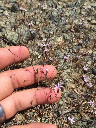 Lessingia micradenia, photographed by Scott Loarie
