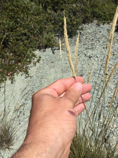 Calamagrostis ophitidis, photographed by Scott Loarie