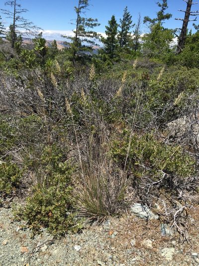 Calamagrostis ophitidis, photographed by Scott Loarie