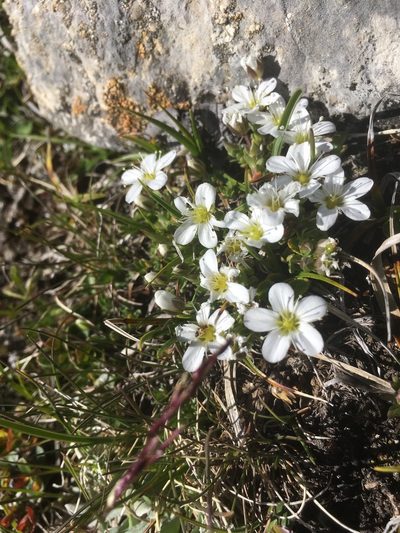 Arenaria ciliata, photographed by Karsten Rohweder