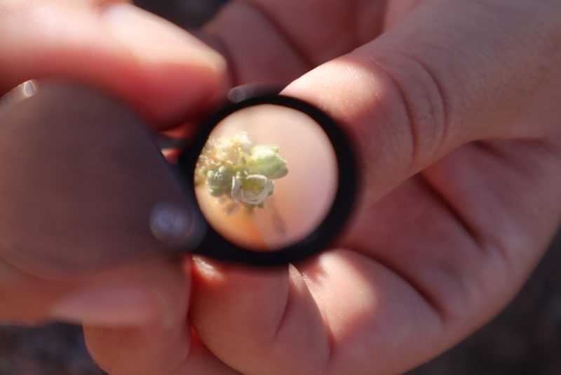 Maculigilia maculata, photographed by Melanie J. Davis