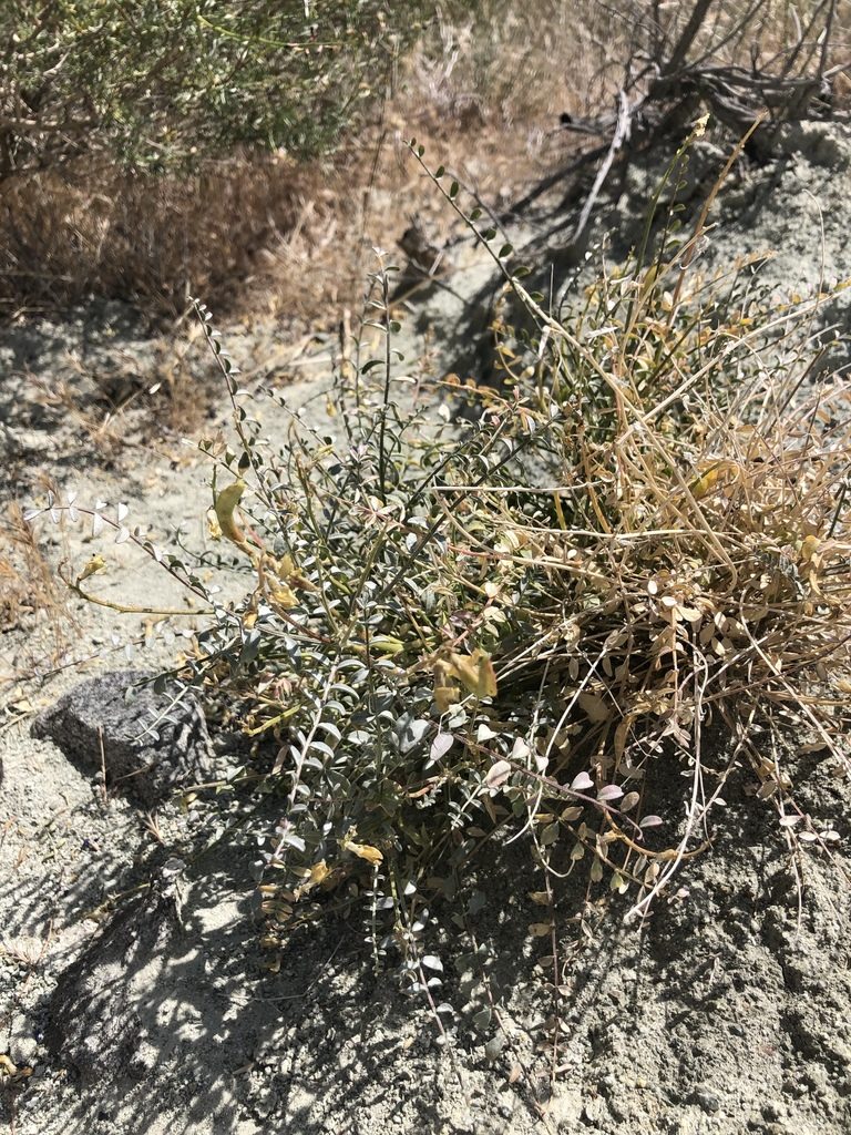 Astragalus tricarinatus, photographed by Melanie J. Davis