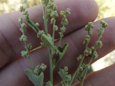 Chenopodium incanum, photographed by Sam Kieschnick