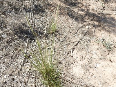 Setaria leucopila, photographed by Sam Kieschnick