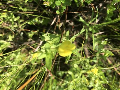 Gratiola lutea, photographed by Peter Jacobson