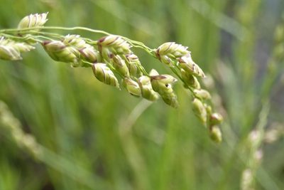 Glyceria canadensis, photographed by Rob Foster