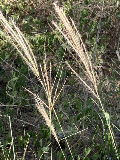 Leptochloa pluriflora, photographed by Gary Rogers