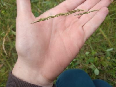 Lolium pratense, photographed by Вера