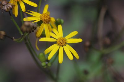 Packera coahuilensis, photographed by Juan Cruzado Cortés