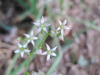 Sedum cepaea, photographed by Yves Bas