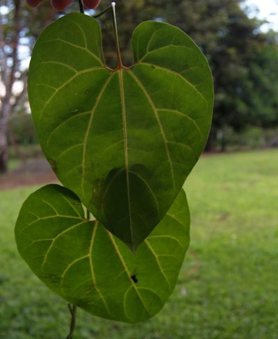 Aristolochia leuconeura, photographed by Eduardo Chacón Madrigal