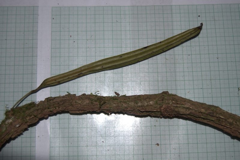 Aristolochia leuconeura, photographed by Eduardo Chacón Madrigal