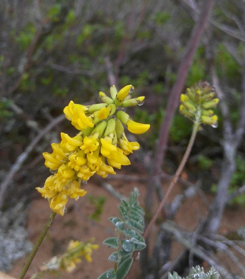 Astragalus sericeocanus, photographed by Юлия