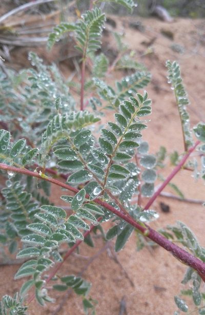 Astragalus sericeocanus, photographed by Юлия