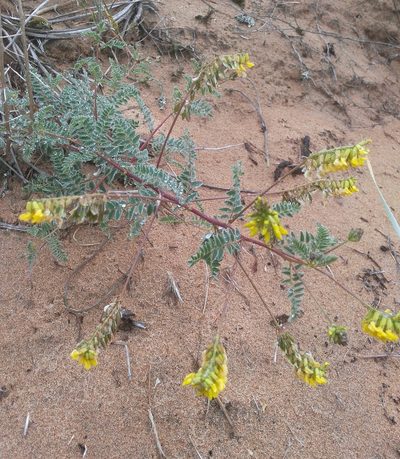 Astragalus sericeocanus, photographed by Юлия