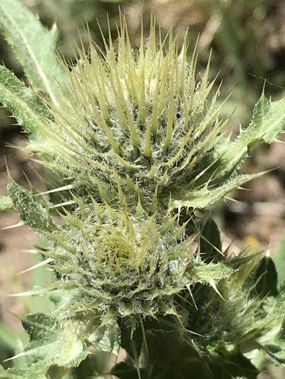 Cirsium griseum, photographed by Luke Padon