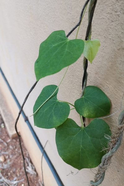 Tinospora cordifolia, photographed by Rajesh Balakrishnan