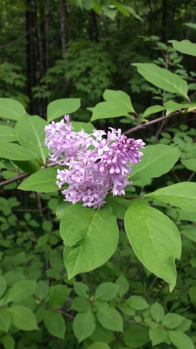 Syringa josikaea, photographed by Tom Norton