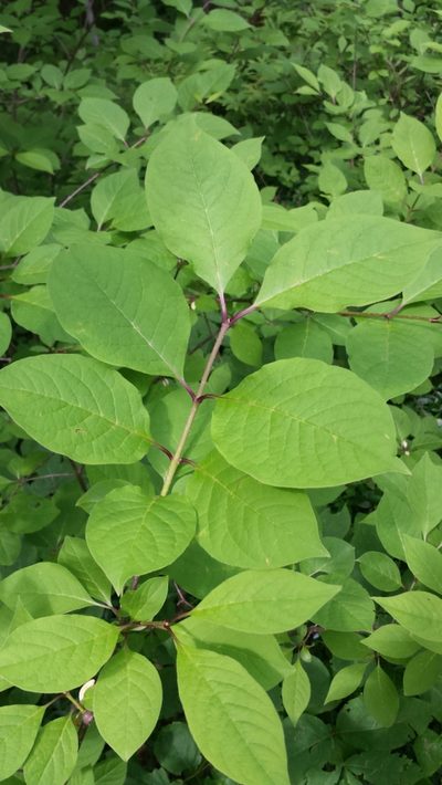 Syringa josikaea, photographed by Tom Norton