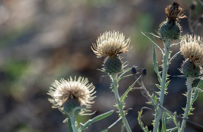 Cirsium pitcheri, photographed by Forest Botial-Jarvis