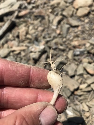 Allium siskiyouense, photographed by Scott Yarger