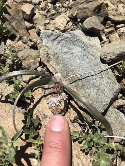 Allium siskiyouense, photographed by Scott Yarger