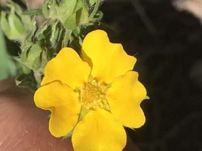 Potentilla pulcherrima, photographed by Luke Padon