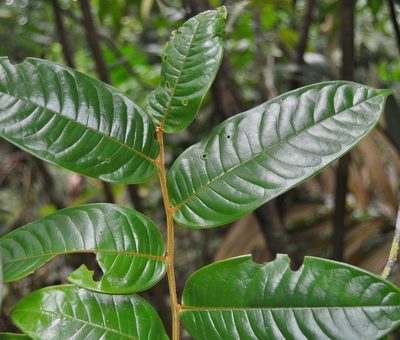 Guatteria pudica, photographed by Eduardo Chacón Madrigal