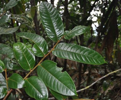 Guatteria pudica, photographed by Eduardo Chacón Madrigal