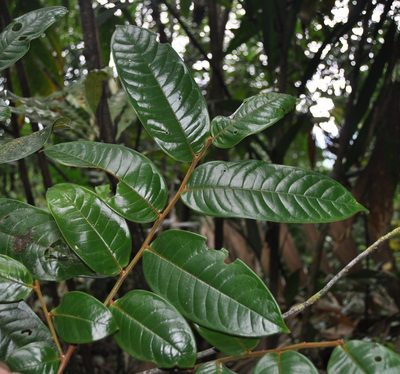 Guatteria pudica, photographed by Eduardo Chacón Madrigal