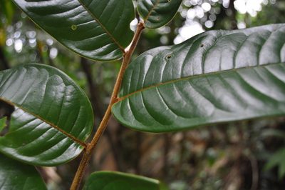 Guatteria pudica, photographed by Eduardo Chacón Madrigal