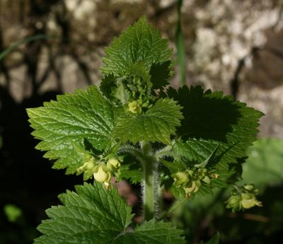 Scrophularia vernalis, photographed by Sandy Rae