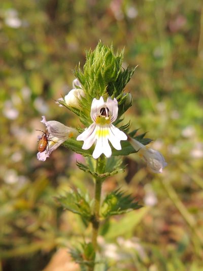 Euphrasia pectinata, photographed by Алексей Ябс