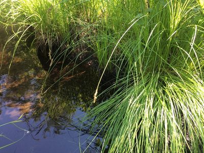 Carex prairea, photographed by Derek