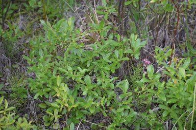 Salix myrtillifolia, photographed by Syd Cannings
