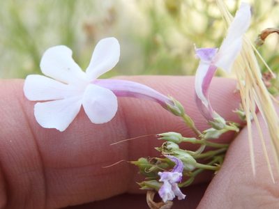 Penstemon ambiguus, photographed by Sam Kieschnick