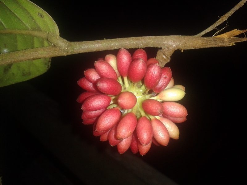 Guatteria pudica, photographed by Eduardo Chacón Madrigal