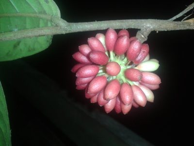 Guatteria pudica, photographed by Eduardo Chacón Madrigal
