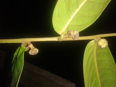 Guatteria pudica, photographed by Eduardo Chacón Madrigal