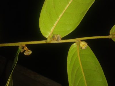 Guatteria pudica, photographed by Eduardo Chacón Madrigal