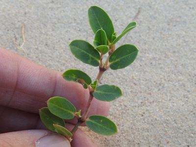 Euphorbia carunculata, photographed by Sam Kieschnick